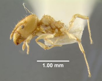 Media type: image; Entomology 8694   Aspect: habitus lateral view